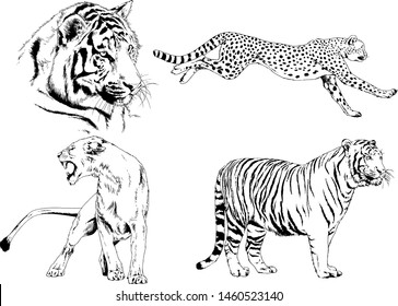 vector drawings sketches different predator , tigers lions cheetahs and leopards are drawn in ink by hand , objects with no background