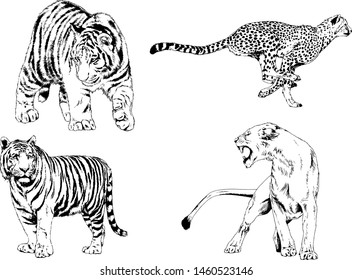 Vector Drawings Sketches Different Predator Tigers Stock Vector 