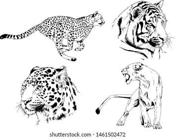 vector drawings sketches different predator , tigers lions cheetahs and leopards are drawn in ink by hand , objects with no background