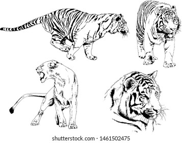 vector drawings sketches different predator , tigers lions cheetahs and leopards are drawn in ink by hand , objects with no background