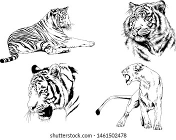 vector drawings sketches different predator , tigers lions cheetahs and leopards are drawn in ink by hand , objects with no background