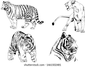 vector drawings sketches different predator , tigers lions cheetahs and leopards are drawn in ink by hand , objects with no background