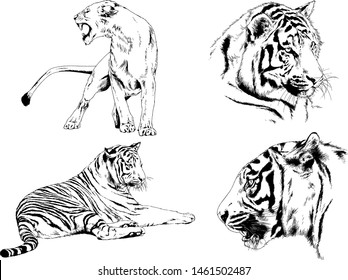 vector drawings sketches different predator , tigers lions cheetahs and leopards are drawn in ink by hand , objects with no background