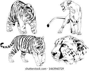 vector drawings sketches different predator, tigers, lions cheetahs, and leopards are drawn in ink by hand, objects with no background