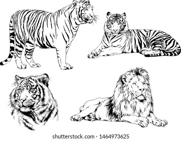 vector drawings sketches different predator, tigers, lions cheetahs, and leopards are drawn in ink by hand, objects with no background