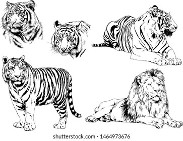 vector drawings sketches different predator, tigers, lions cheetahs, and leopards are drawn in ink by hand, objects with no background