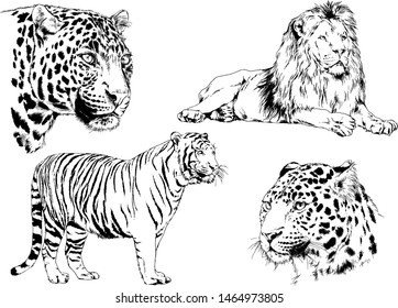 vector drawings sketches different predator, tigers, lions cheetahs, and leopards are drawn in ink by hand, objects with no background