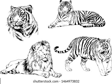 vector drawings sketches different predator, tigers, lions cheetahs, and leopards are drawn in ink by hand, objects with no background