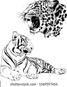 vector drawings sketches different predator , tigers lions cheetahs and leopards are drawn in ink by hand , objects with no background