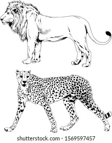 vector drawings sketches different predator , tigers lions cheetahs and leopards are drawn in ink by hand , objects with no background