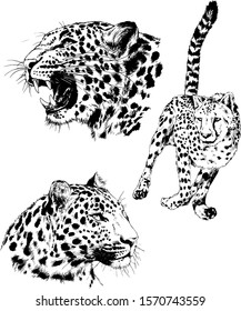vector drawings sketches different predator , tigers lions cheetahs and leopards are drawn in ink by hand , objects with no background