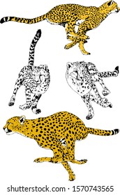 vector drawings sketches different predator , tigers lions cheetahs and leopards are drawn in ink by hand , objects with no background