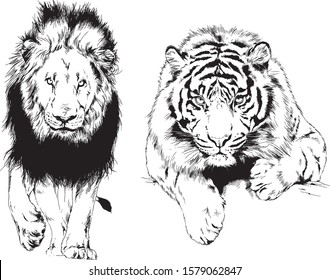 vector drawings sketches different predator , tigers, lions ,cheetahs and leopards are drawn in ink by hand , objects with no background