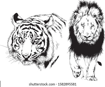 vector drawings sketches different predator , tigers, lions ,cheetahs and leopards are drawn in ink by hand , objects with no background