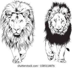 vector drawings sketches different predator , tigers, lions ,cheetahs and leopards are drawn in ink by hand , objects with no background