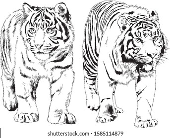 vector drawings sketches different predator , tigers, lions ,cheetahs and leopards are drawn in ink by hand , objects with no background