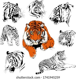 vector drawings sketches different predator , tigers lions cheetahs and leopards are drawn in ink by hand , objects with no background