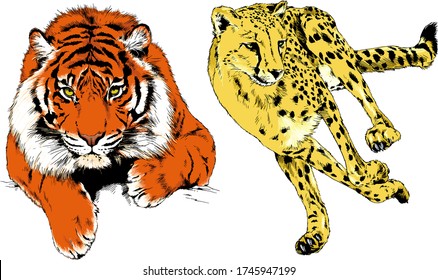 vector drawings sketches different predator , tigers, lions, cheetahs and leopards are drawn in ink by hand , objects with no background