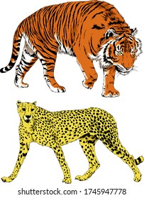 vector drawings sketches different predator , tigers, lions, cheetahs and leopards are drawn in ink by hand , objects with no background