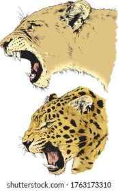 vector drawings sketches different predator , tigers, lions, cheetahs and leopards are drawn in ink by hand , objects with no background