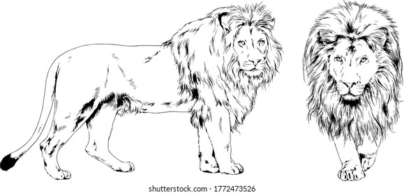 vector drawings sketches different predator   tigers  lions  cheetahs   leopards are drawn in ink by hand   objects and no background