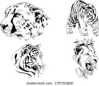 vector drawings sketches different predator , tigers lions cheetahs and leopards are drawn in ink by hand , objects with no background