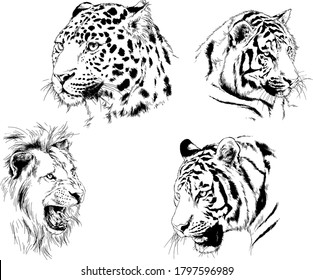 vector drawings sketches different predator , tigers lions cheetahs and leopards are drawn in ink by hand , objects with no background