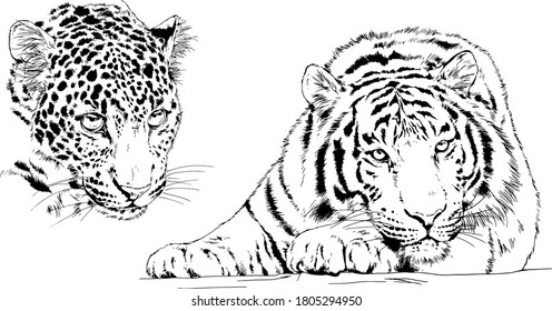 vector drawings sketches different predator , tigers lions cheetahs and leopards are drawn in ink by hand , objects with no background