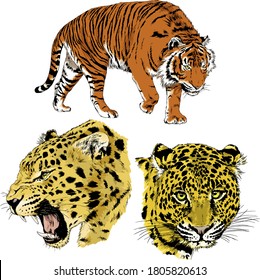 vector drawings sketches different predator , tigers lions cheetahs and leopards are drawn in ink by hand , objects with no background