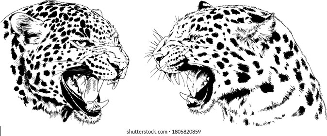 vector drawings sketches different predator , tigers lions cheetahs and leopards are drawn in ink by hand , objects with no background