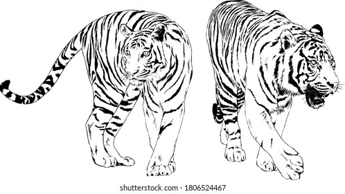 vector drawings sketches different predator , tigers, lions, cheetahs and leopards are drawn in ink by hand , objects with no background