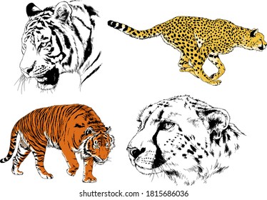 vector drawings sketches different predator , tigers, lions ,cheetahs and leopards are drawn in ink by hand , objects with no background