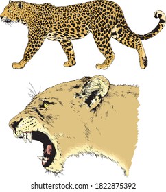 vector drawings sketches different predator , tigers lions cheetahs and leopards are drawn in ink by hand , objects with no background