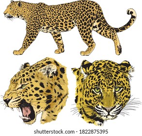 vector drawings sketches different predator , tigers lions cheetahs and leopards are drawn in ink by hand , objects with no background