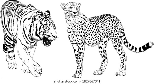 vector drawings sketches different predator , tigers lions cheetahs and leopards are drawn in ink by hand , objects with no background