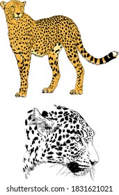 vector drawings sketches different predator , tigers lions cheetahs and leopards are drawn in ink by hand , objects with no background