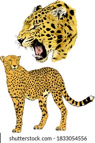 vector drawings sketches different predator , tigers lions cheetahs and leopards are drawn in ink by hand , objects with no background