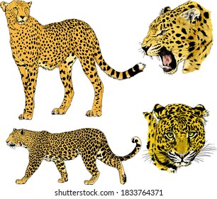 vector drawings sketches different predator , tigers, lions, cheetahs and leopards are drawn in ink by hand , objects with no background