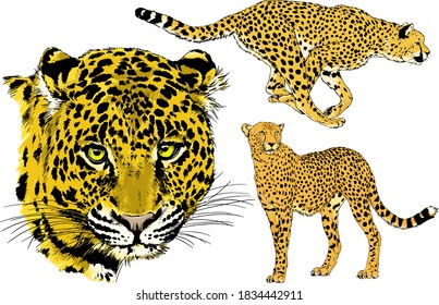 vector drawings sketches different predator , tigers, lions, cheetahs and leopards are drawn in ink by hand , objects with no background