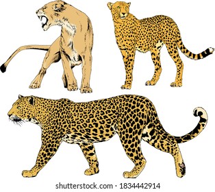 vector drawings sketches different predator , tigers, lions, cheetahs and leopards are drawn in ink by hand , objects with no background