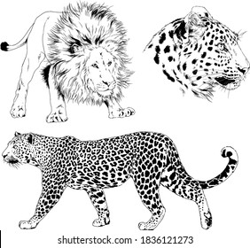 vector drawings sketches different predator , tigers lions cheetahs and leopards are drawn in ink by hand , objects with no background