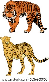 vector drawings sketches different predator , tigers lions cheetahs and leopards are drawn in ink by hand , objects with no background