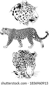 vector drawings sketches different predator , tigers lions cheetahs and leopards are drawn in ink by hand , objects with no background