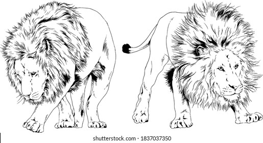 vector drawings sketches different predator , tigers lions cheetahs and leopards are drawn in ink by hand , objects with no background