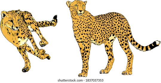 vector drawings sketches different predator , tigers lions cheetahs and leopards are drawn in ink by hand , objects with no background