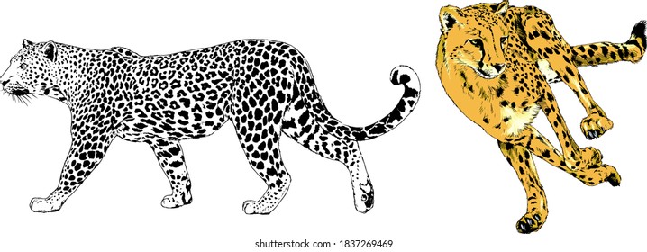 vector drawings sketches different predator , tigers lions cheetahs and leopards are drawn in ink by hand , objects with no background