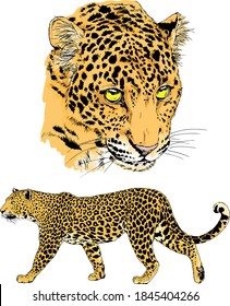 vector drawings sketches different predator , tigers, lions, cheetahs and leopards are drawn in ink by hand , objects with no background