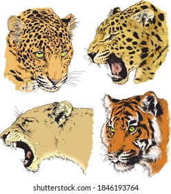vector drawings sketches different predator , tigers lions cheetahs and leopards are drawn in ink by hand , objects with no background