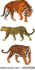 vector drawings sketches different predator , tigers lions cheetahs and leopards are drawn in ink by hand , objects with no background