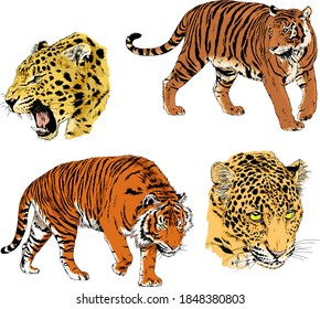 vector drawings sketches different predator , tigers lions cheetahs and leopards are drawn in ink by hand , objects with no background